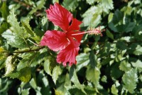 Foto Hibiscusbl&uuml;te